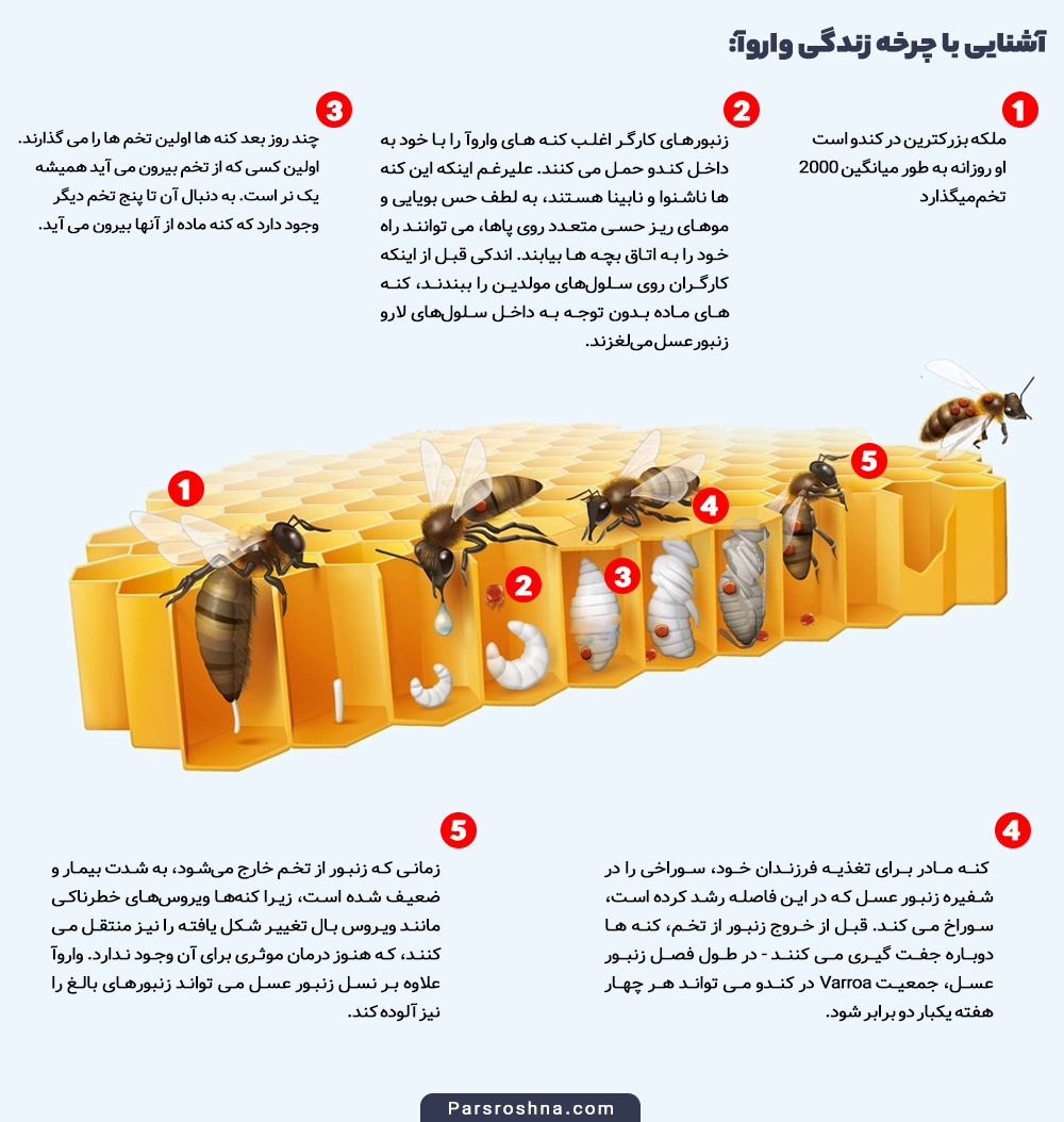 The life cycle of the Varroa mite includes the following stages: