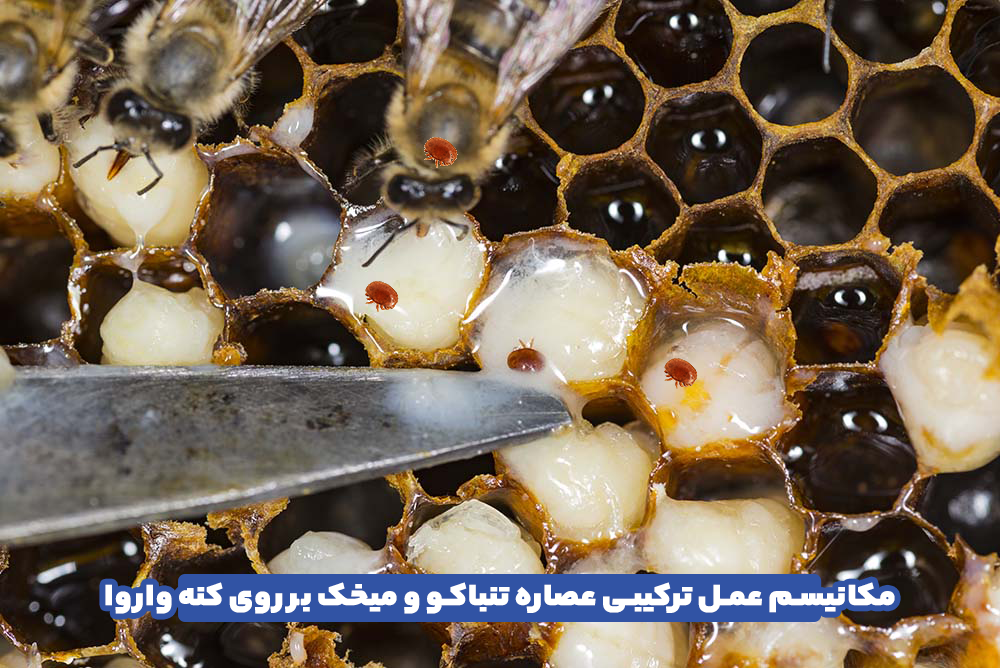 Mechanism of combined action of tobacco and clove extract on Varroa mites