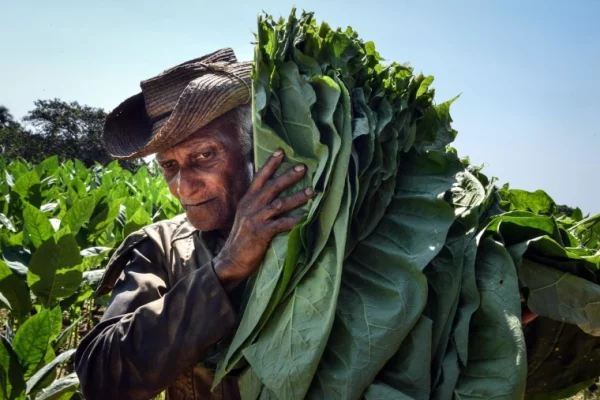 tobacco leaves harvest