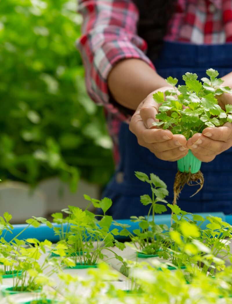 کشاورزی هیدروپونیک - کشاورزی بدون خاک - کشاورزی آبی