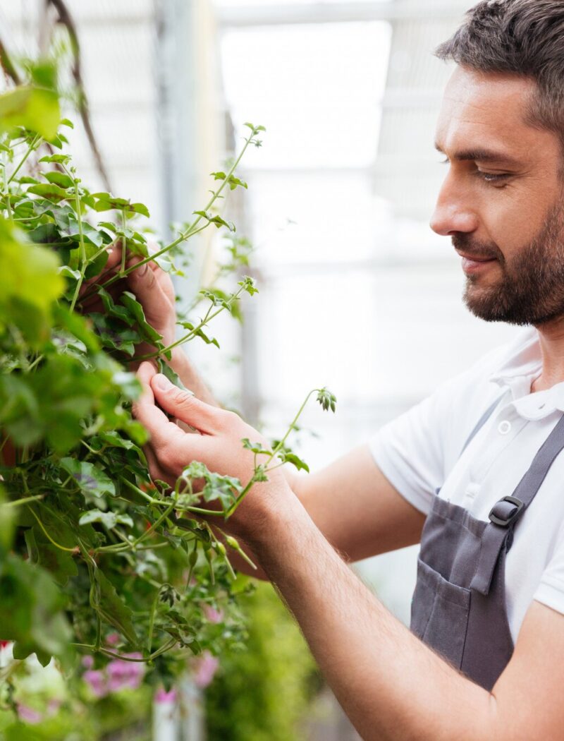 کشاورزی عمودی