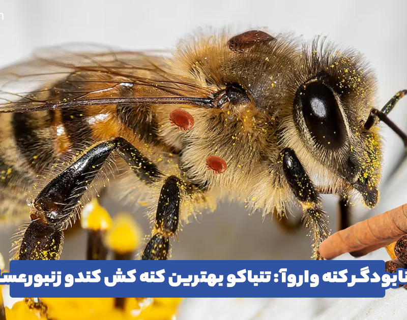 تنباکو برای کنه واروآ